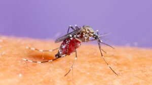 Dengue Outbreak Pune