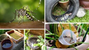 Preventing Dengue and Chikungunya