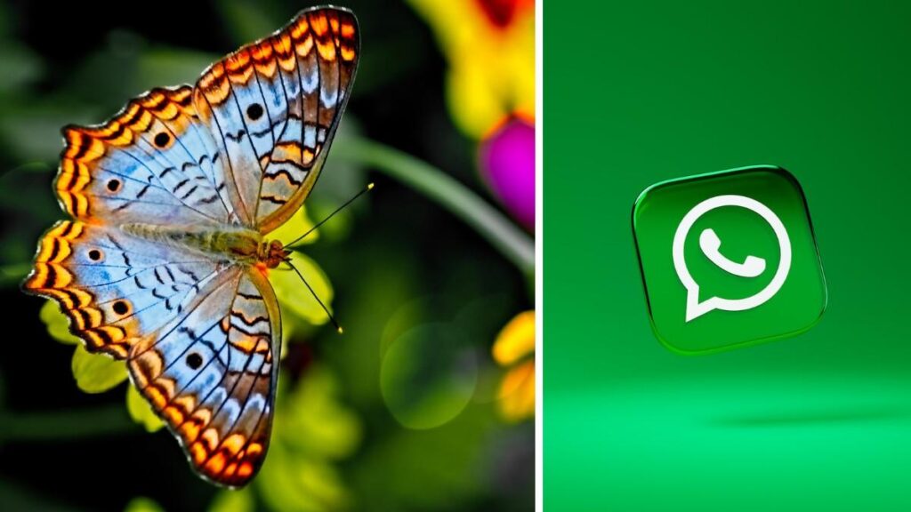 WhatsApp HD Photo Feature