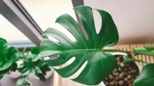 Monstera Plant Benefits