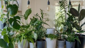 Plants That Bring Prosperity