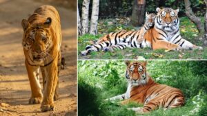 Largest Tiger Reserve