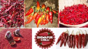 Bhiwapuri Chilli