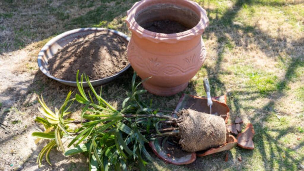 Plants Scream When Uprooted