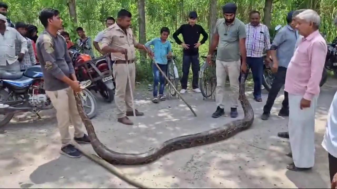 Giant Python Measuring 13 Feet and 150 kg Found and Rescued by Forest ...