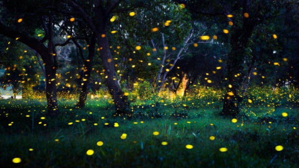 Top 5 Places in Maharashtra to See Fireflies