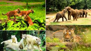 5 Best Zoos in India