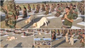 Canine soldiers perform Yoga