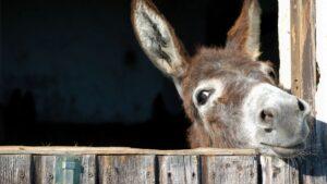 Donkey Population in Pakistan