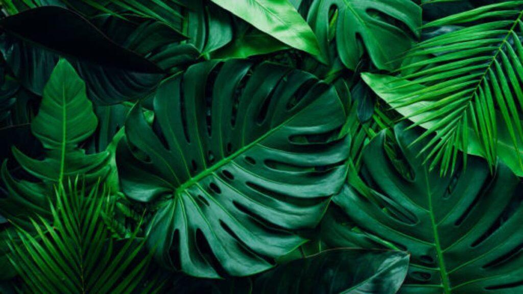 Monstera Plant Benefits