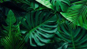 Monstera Plant Benefits