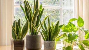 Snake Plant Benefits