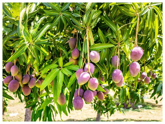 Miyazaki mangoes growing on a tree