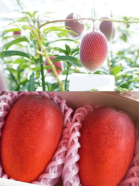 Miyazaki mangoes