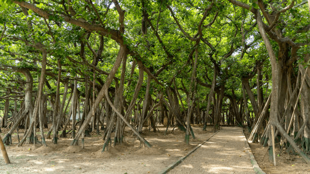 The Great Banyan