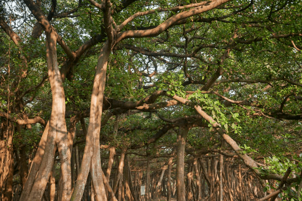 The Great Banyan