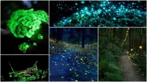 Bioluminescence in the Western Ghats