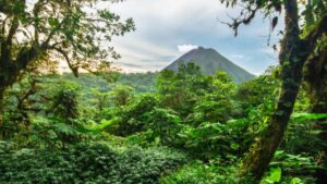 A tropical rainforest showing the risk of converting biodiversity hotspots into deciduous forests due to reduced rainfall and increased CO2.