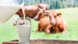 Cow Milk Price Hike in Pune