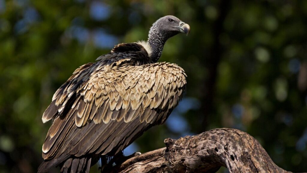 decline of Indian vultures