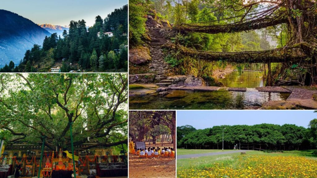 India's most famous trees