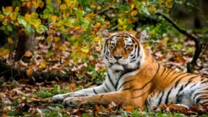 India's smallest tiger reserve