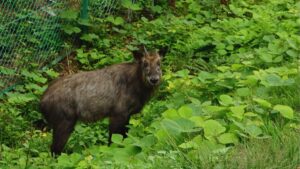 Mainland Serow spotted in Assam