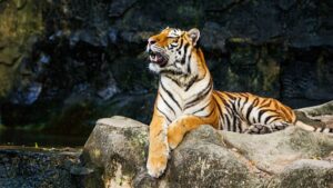 Wildlife Parks in Maharashtra