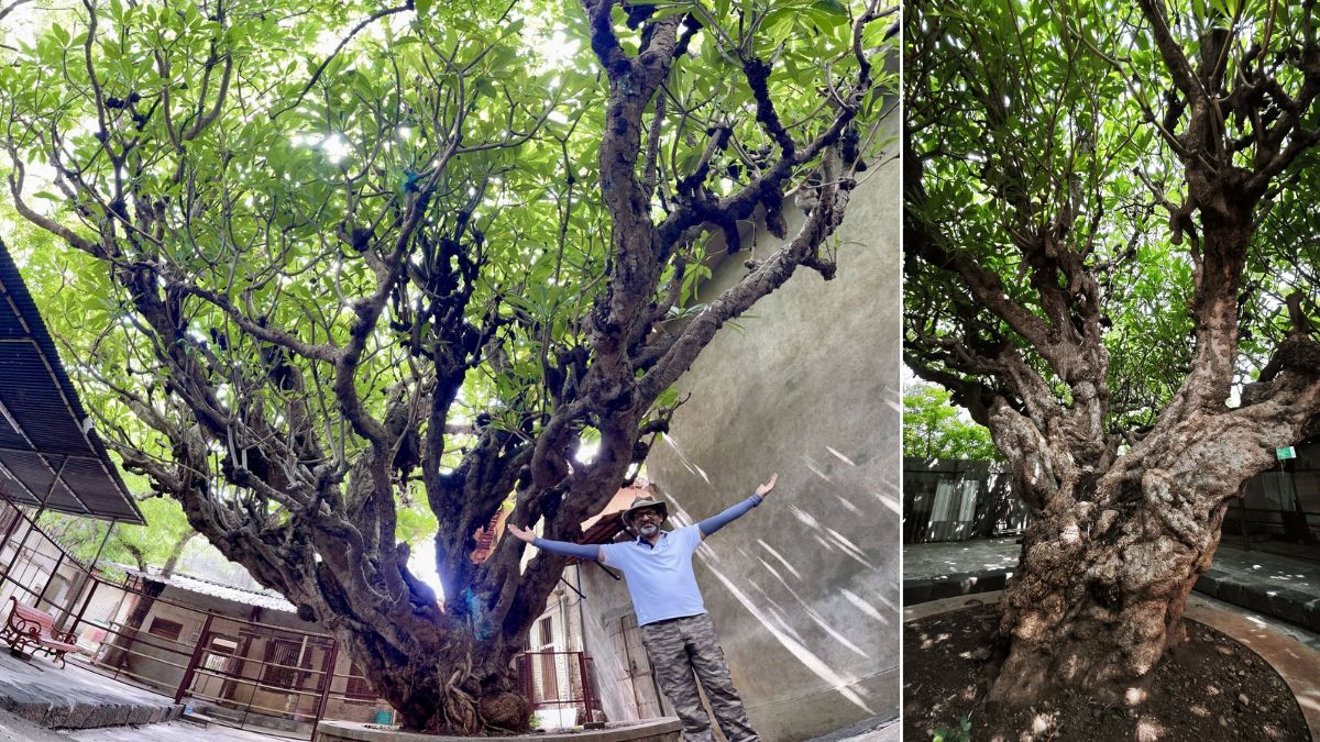 Discover the oldest tree in Pune