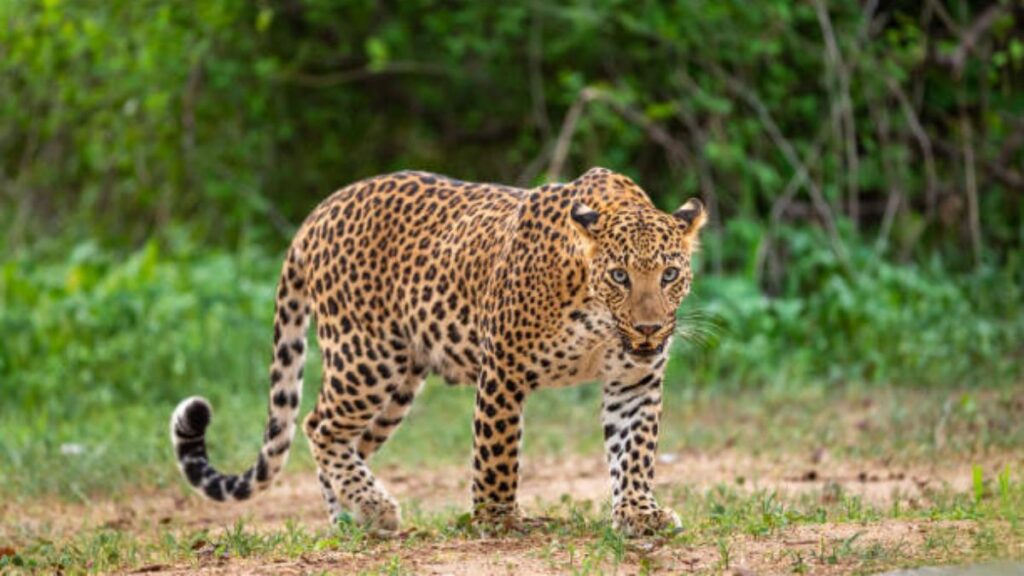 500 leopards in Pune's Junnar