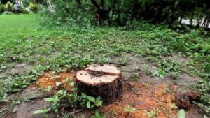 Sandalwood theft