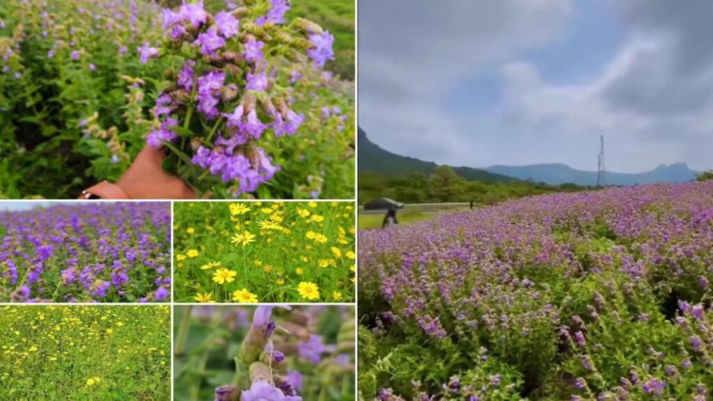 Lonavala’s Karvi Meadows