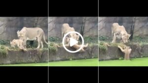 Lion Accidently Pushes Its Cub Into Water