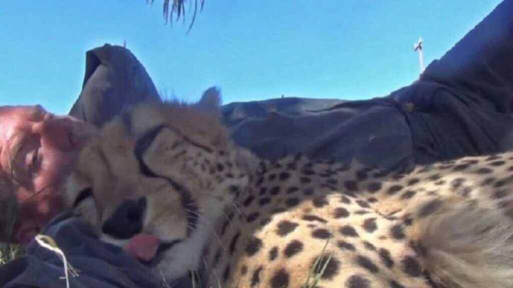 Cheetah Cozily Sleeping on Man's Arm