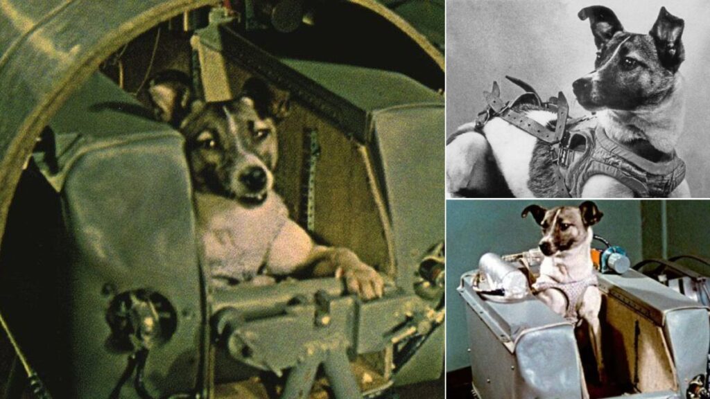 Laika the first space dog