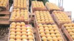 Pune: Early Arrival of Alphonso Mangoes Hits Markets; Prices Range from Rs 5,000 to Rs 20,000 per Box