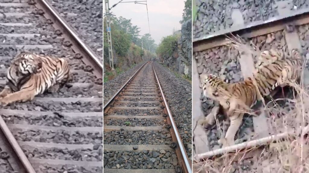 Tigress Hit By Train in Maharashtra