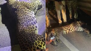 Leopard Killed on Mumbai-Pune Expressway