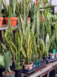 Snake Plant Benefits