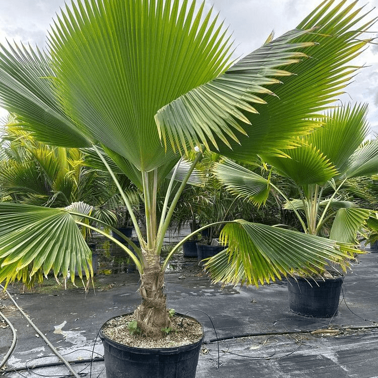 Fiji Fan Palm