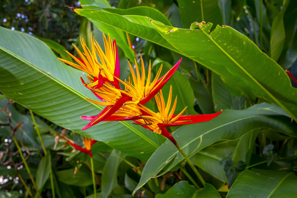 Birds of Paradise