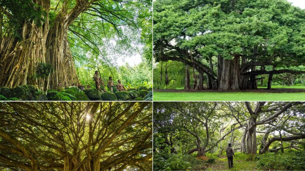 World's largest banyan tree