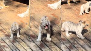 Baby White Tiger’s Adorable Angry Roars