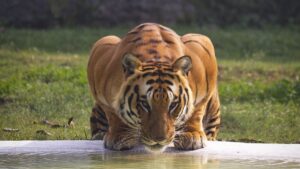 How to Maximize Tiger Sightings in Jim Corbett National Park