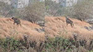 Hyena spotted in Wagholi Pune