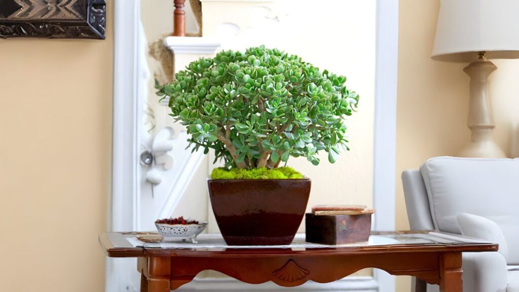 Jade plant care tips