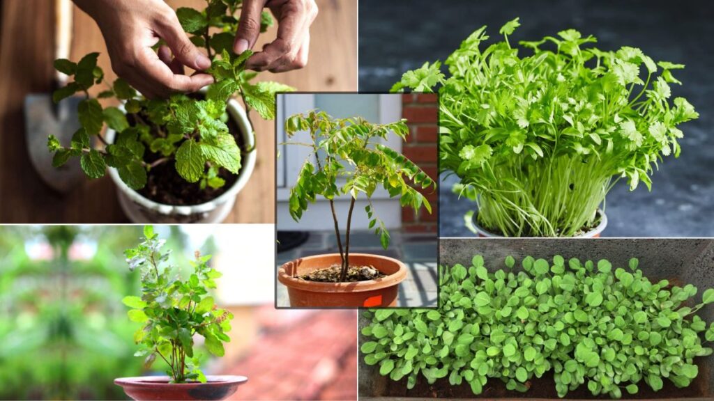 Kitchen garden herbs in pots