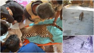 Pune leopard rescue operation