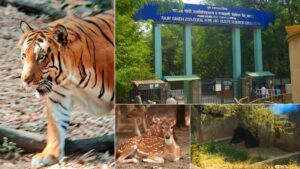 Rajiv Gandhi Zoological Park Pune guide