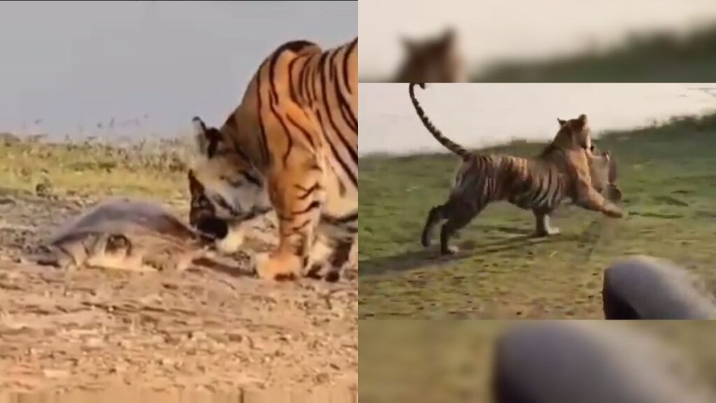 Ranthambore tigress hunts turtle